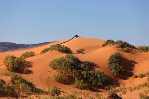 Reserve Coral Pink sand dunes in the U.S.. Soft pink sand dunes and shrubs hardy