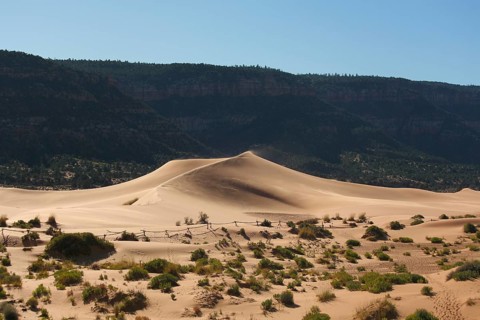 Reserve Coral Pink sand dunes in the U.S.. Low bushes prominently stand out against a pink-orange