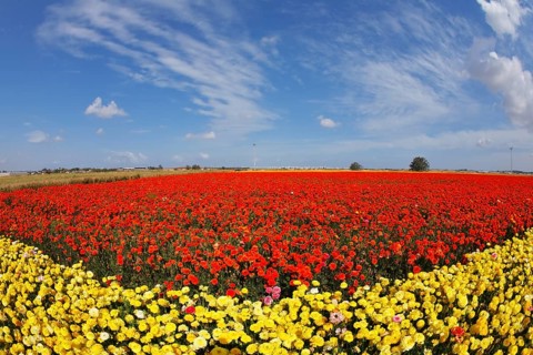 Bright multi-coloured field flowers buttercups