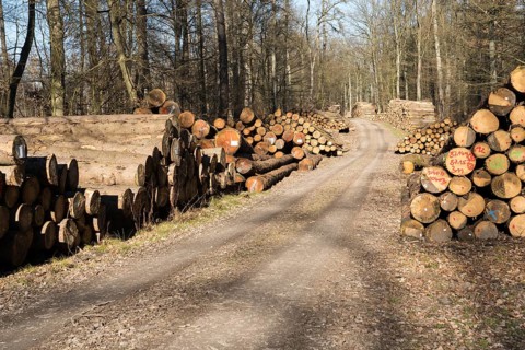 Forestry after Cyclone Friederike, near Oberweser, Weser Uplands, Weserbergland, Hesse, Germany