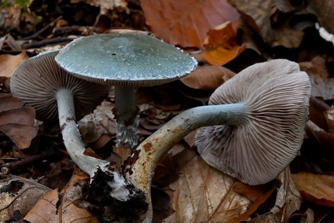 Green-spotted mushroom (Stropharia aeruginosa), Lower Franconia, Bavaria, Germany
