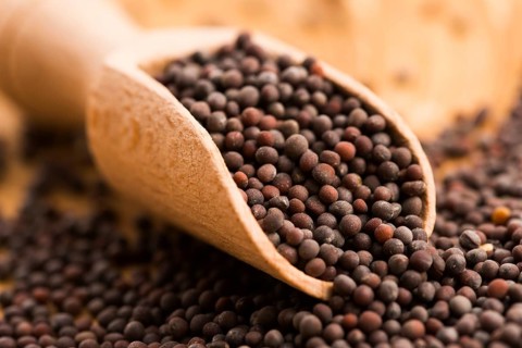 Brown mustard seeds