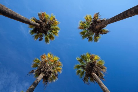 Nice four palm trees in the blue sky. Date palm trees.Perspective view from floor high up