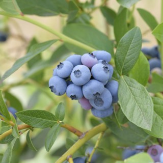 Blueberry (Vaccinium corymbosum 'Patriot'), Bundessorteamt, Marquardt testing centre, Marquardt,