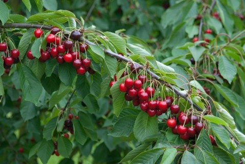 Sweet cherry (Prunus avium 'Bianca'), Bundessorteamt, Marquardt testing centre, Marquardt, 81