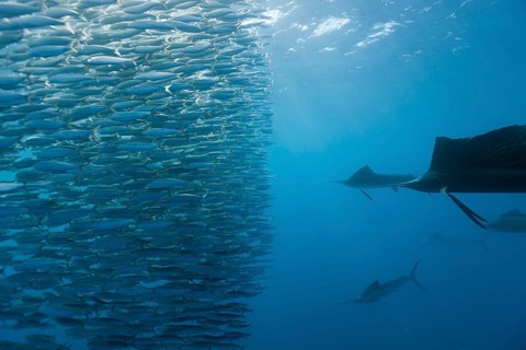 Atlantic grouper hunting sardines, Istiophorus albicans, Isla Mujeres, Yucatan Peninsula,