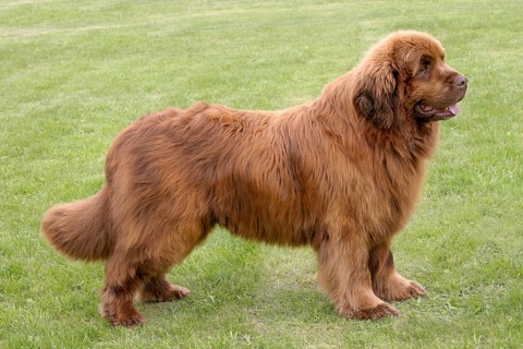 The portrait of Newfoundland brown dog in the garden