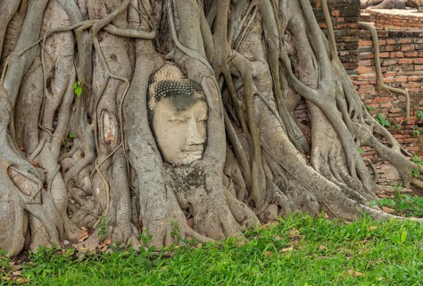 A picture of the famous Buddha face in dodhi tree roots at the Wat Mahathat Temple