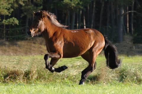 Icelandic horse at a gallop