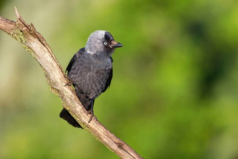 Western jackdaw (Corvus monedula), Choucas des tours, Grajilla Común, Grajilla, Texel, Tiszaalp-r,