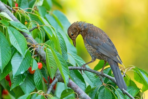 Blackbird (Turdus merula), one, individual, biotope, habitat, perch, garden, Neuhofen,