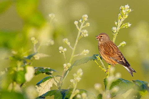 Linnet, Common Linnet, Eurasian Linnet, (Carduelis cannabin), (Acanthis cannabina), Linotte