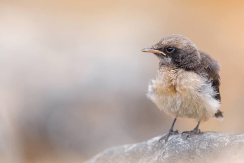 Arabian wheatear, Arabian wheatear, (Oenanthe lugentoide, Middle East, Oman, female, Jabal Samhan,