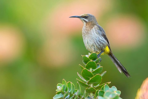 Cape sugarbird (Promerops cafer), Harold Porter National Botanical Gardens, Betty's Bay, Western