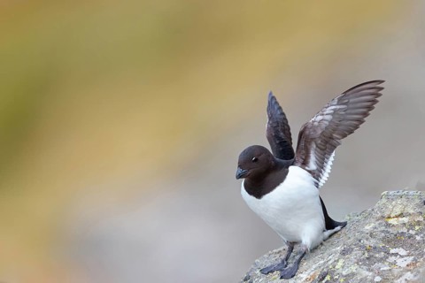 Cory's Grebe, Plautus alle, Dovekie, Little Auk, (Mergule nain), Mérgulo atlántico, Longyearbyen,