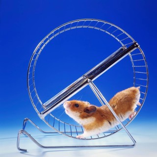 A golden hamster running in a hamster wheel, running wheel, (Mesocricetus auratus), Syrian golden