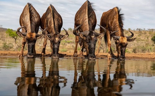 Animals, Mammals, Wildebeest, four wildebeest, herd of wildebeest drinking water at a waterhole,