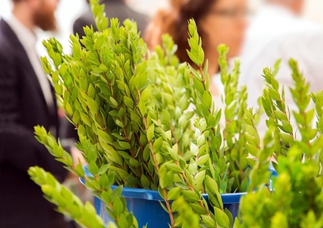Ancient Jewish autumn holiday Sukkot. Sale of ritual plants on the traditional pre-holiday market