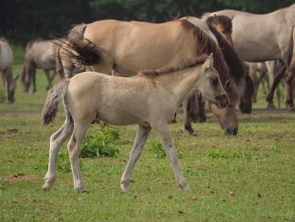 A foal runs in a meadow, surrounded by other wild horses in a natural environment, merfeld, North
