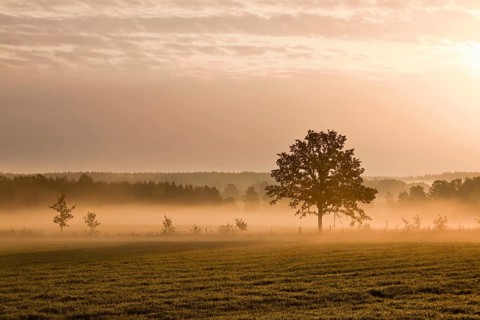 Lonely tree on the ground with morning mist