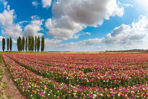 Multi-colored garden buttercups bloom in fields in southern Israel. Spring blue sky and light white