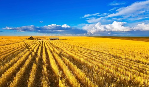 Solar autumn midday on fields of Montana
