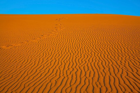 The small waves of orange sand. Early morning in a picturesque part of Death Valley, USA. Mesquite