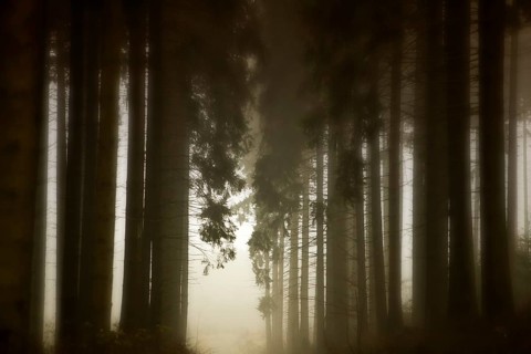 Traumatic path in a forest