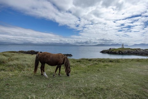 Brown horse grazing on a green meadow by the sea with Twr Mawr Lighthouse in the background, Ynys