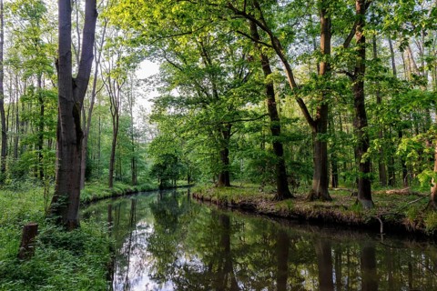 Spreewald