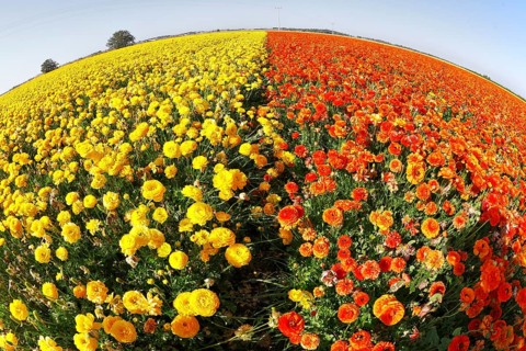 Magnificent field of yellow and red buttercups on a sunset, photographed by an objective the Fish