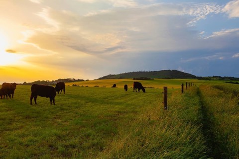 On the pasture in Central Bohemian Highlands, Czech Republic. Central Bohemian Uplands is a