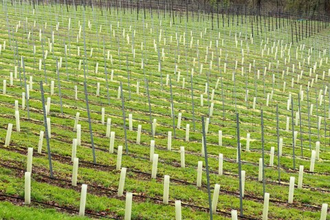 Young hop fields for the local beer brewery at the Dutch countryside around Slenaken, The