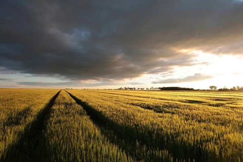 Spring sunrise over a field of wheat