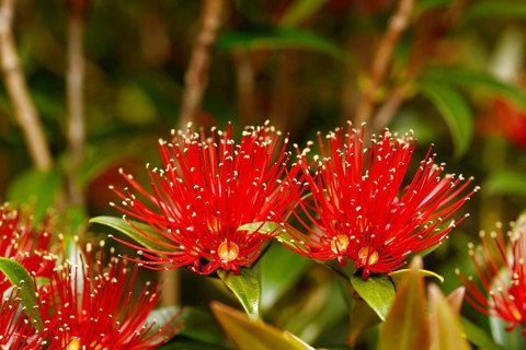 Flowers of New Zealand Southern Rata brighten the day for visitors to the Otira Gorge in Arthurs