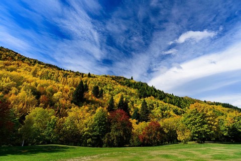 Forest with autumn leaves in Arrowtown, New Zealand