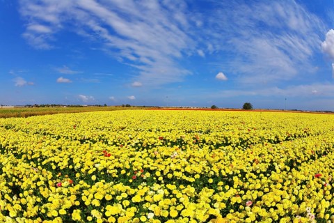 Solar spring day in fields flowers buttercups