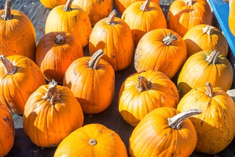 Pumpkin