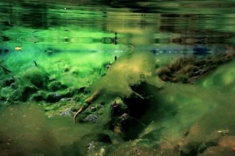 Rocks underwater on riverbed covered with green algae, water quality