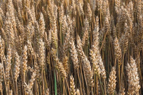 Wheat field. Golden ears of wheat on the field. Background of ripening ears of meadow wheat field.