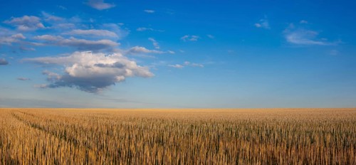 The field after harvesting in sunny day. Panorama picture with mowed wheat field under sunny day.