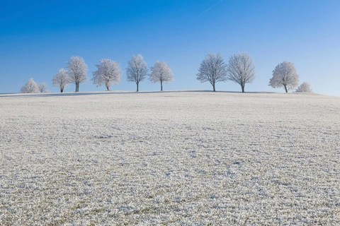 Snow and hearfrost covered trees in the frosty morning. Amazing winter landscape