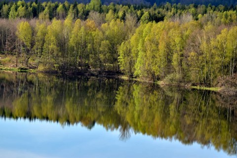 Reflection of the vegetation on the bank in the water of the Steinbach Dam on the edge of the