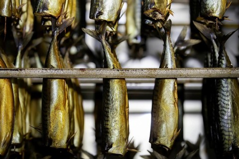 Industrial smoking of fish. Mackerel in a smoking oven
