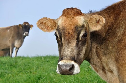 Jersey cow on pasture in morning mist, West Coast, New Zealand