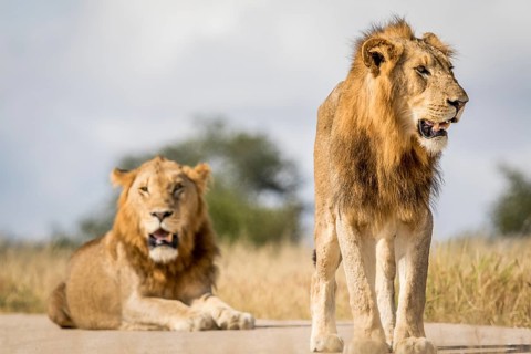 Two young male Lion brothers in the Kruger National Park, South Africa