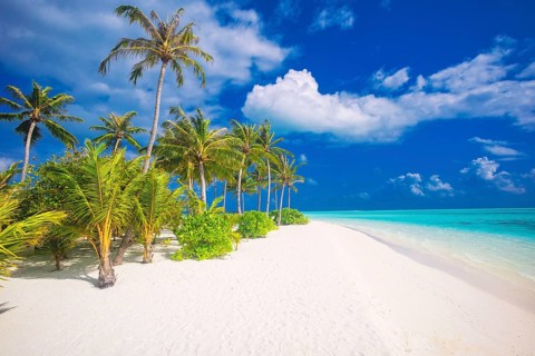 Idyllic Beach with Palm Treesat the Maldives, Indian Ocean, Asia