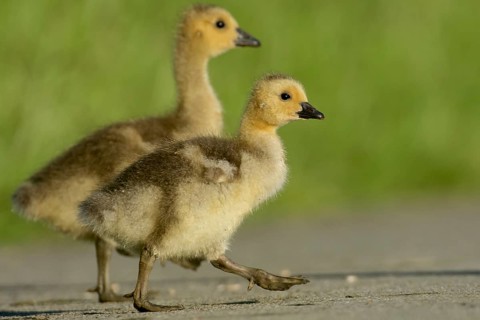 Canada Goose goslings
