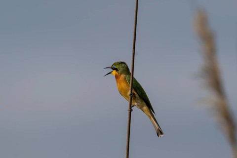 Bee-eater (Merops apiaster) sitting on a reed, Moremi Game Reserve, Okavango Delta, Maun, Botswana