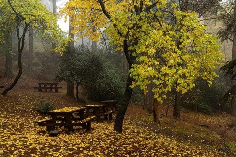 Autumn landscape with trees and Autumn leaves on the ground after rain at Troodos mountains Cyprus